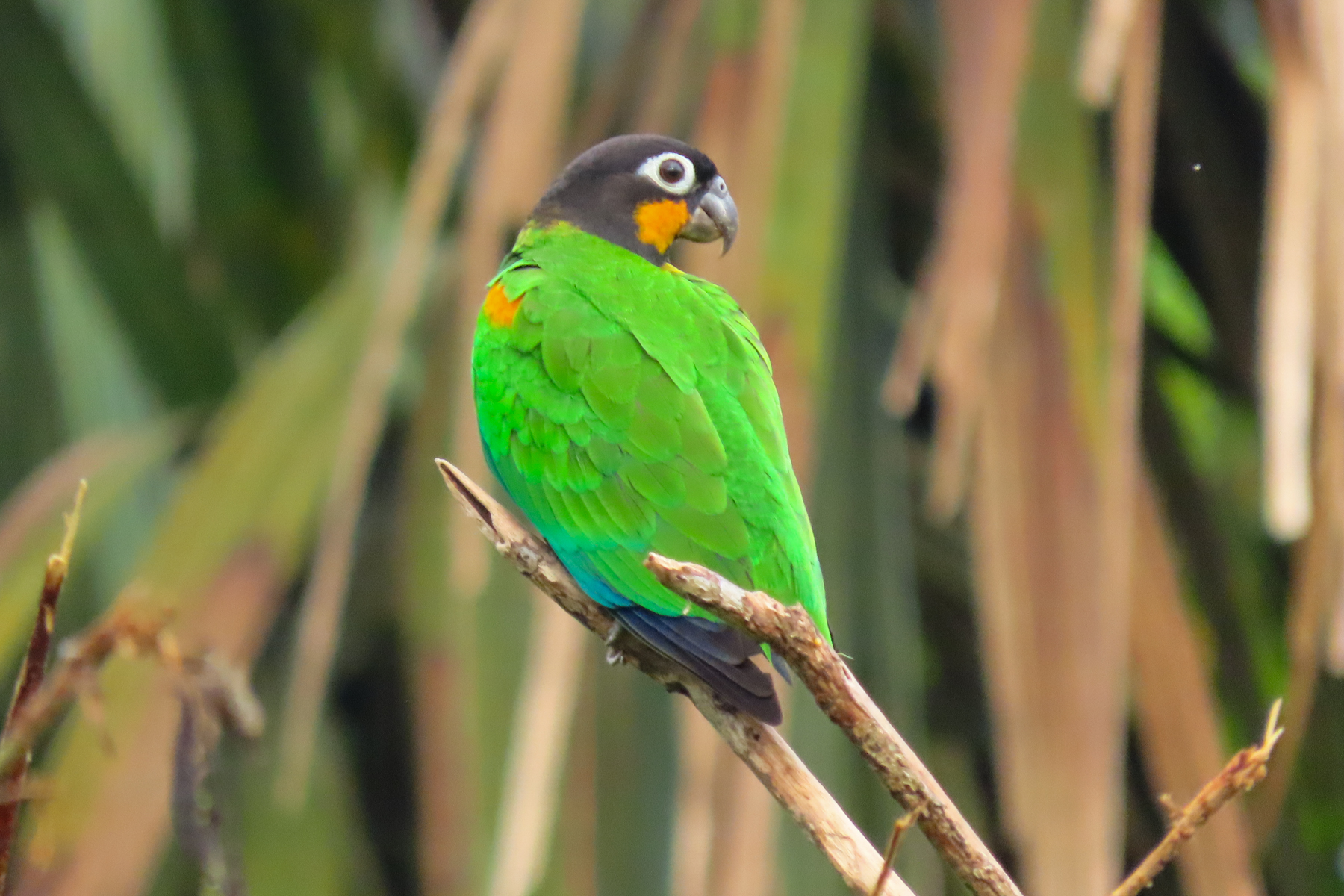 Orange-cheeked Parrot (image by Keith Betton)