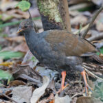Orange-footed Scrubfowl (image by Pete Morris)