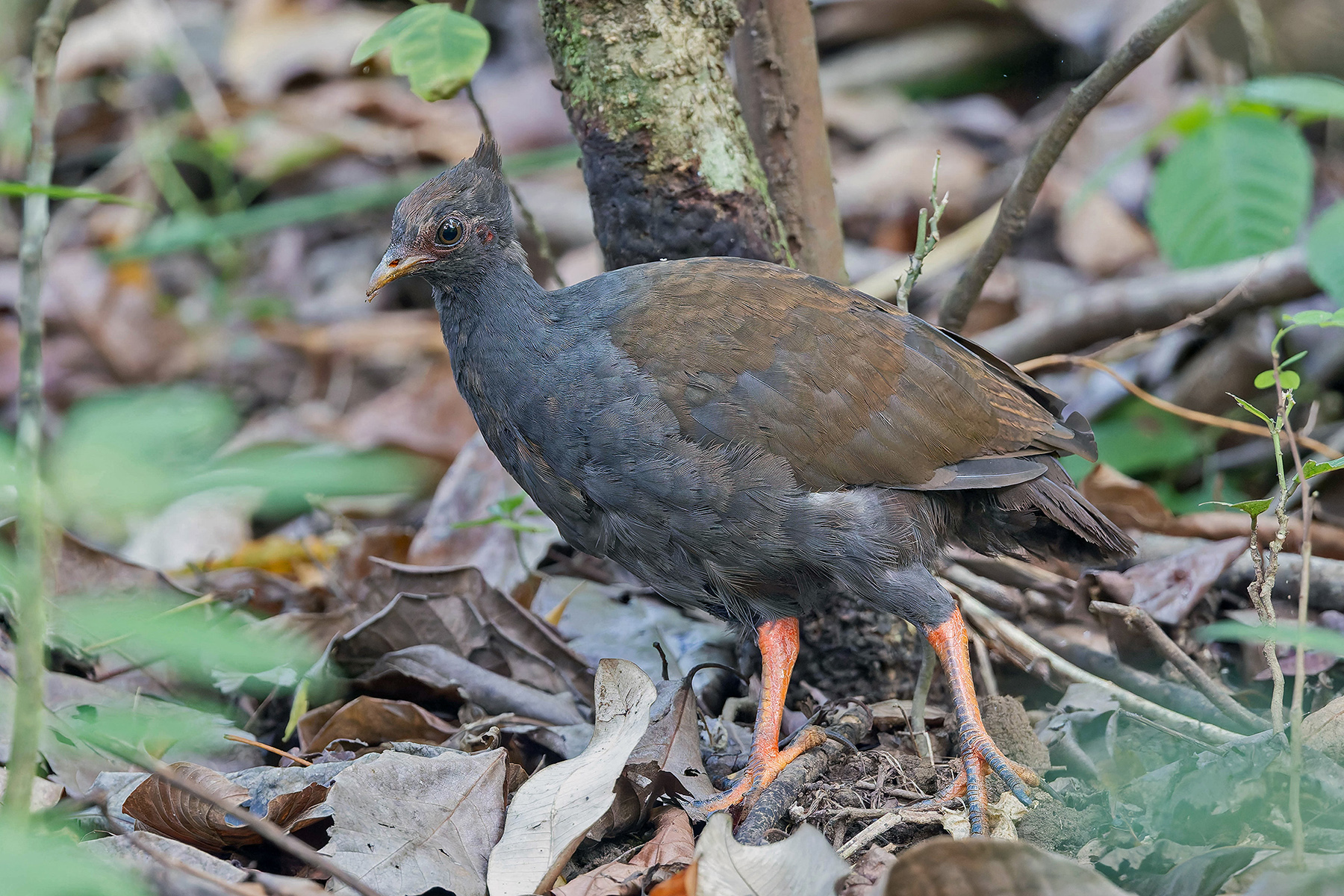 Orange-footed Scrubfowl (image by Pete Morris)