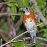 Orange-sided Thrush (image by Pete Morris)