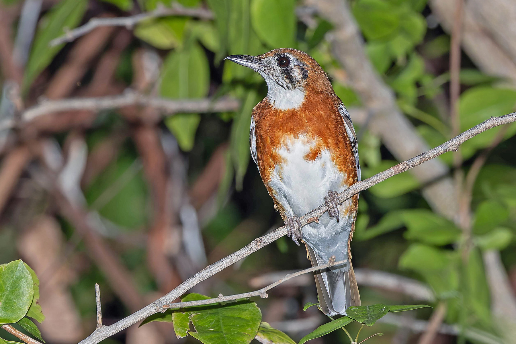 Orange-sided Thrush (image by Pete Morris)