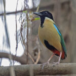 Ornate Pitta (image by Pete Morris)