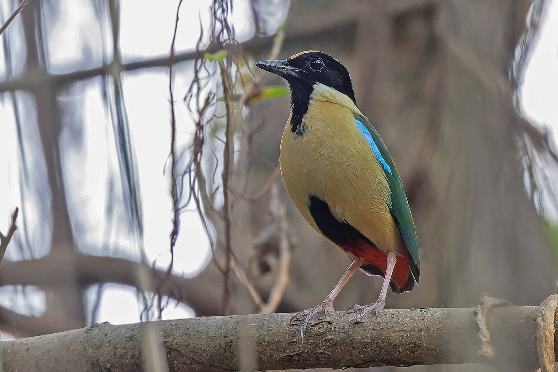 Ornate Pitta (image by Pete Morris)