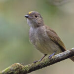 Pale-bellied Tyrant-Manakin (image by Pete Morris)