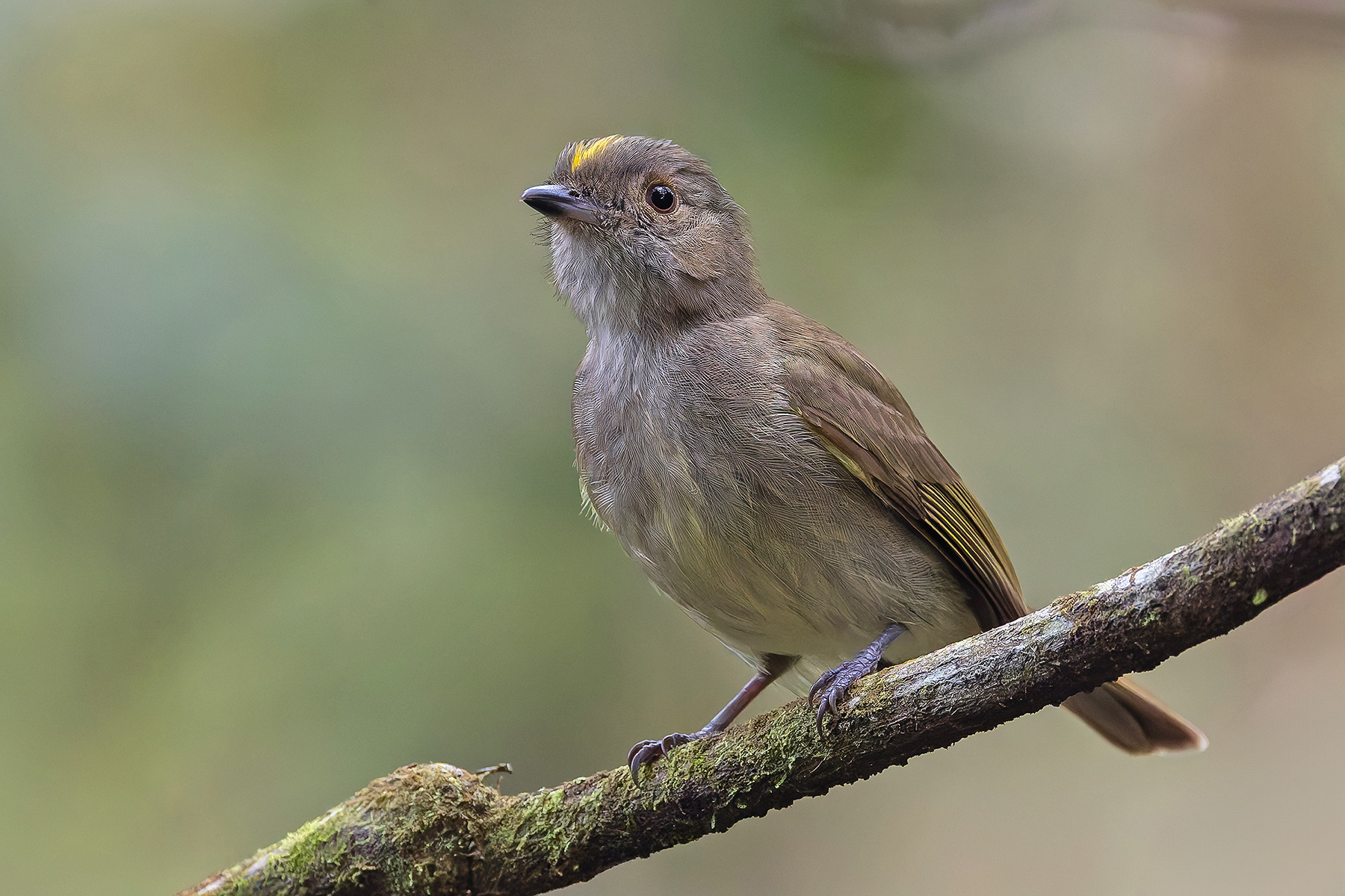 Pale-bellied Tyrant-Manakin (image by Pete Morris)