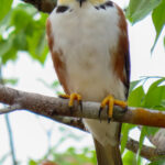 Pearl Kite (image by Keith Betton)