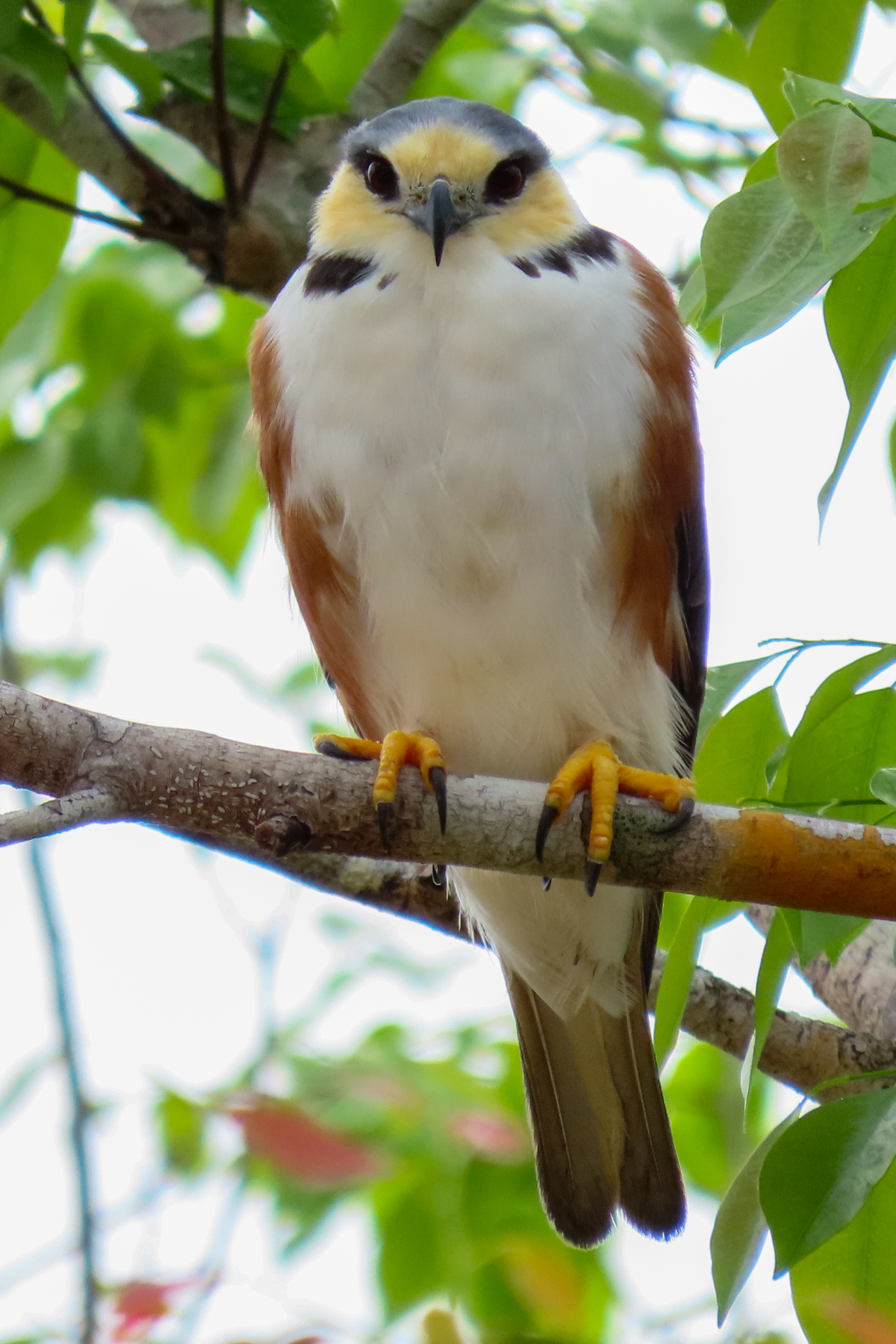 Pearl Kite (image by Keith Betton)