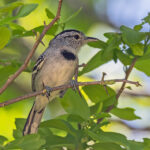 Pectoral Antwren (image by Pete Morris)