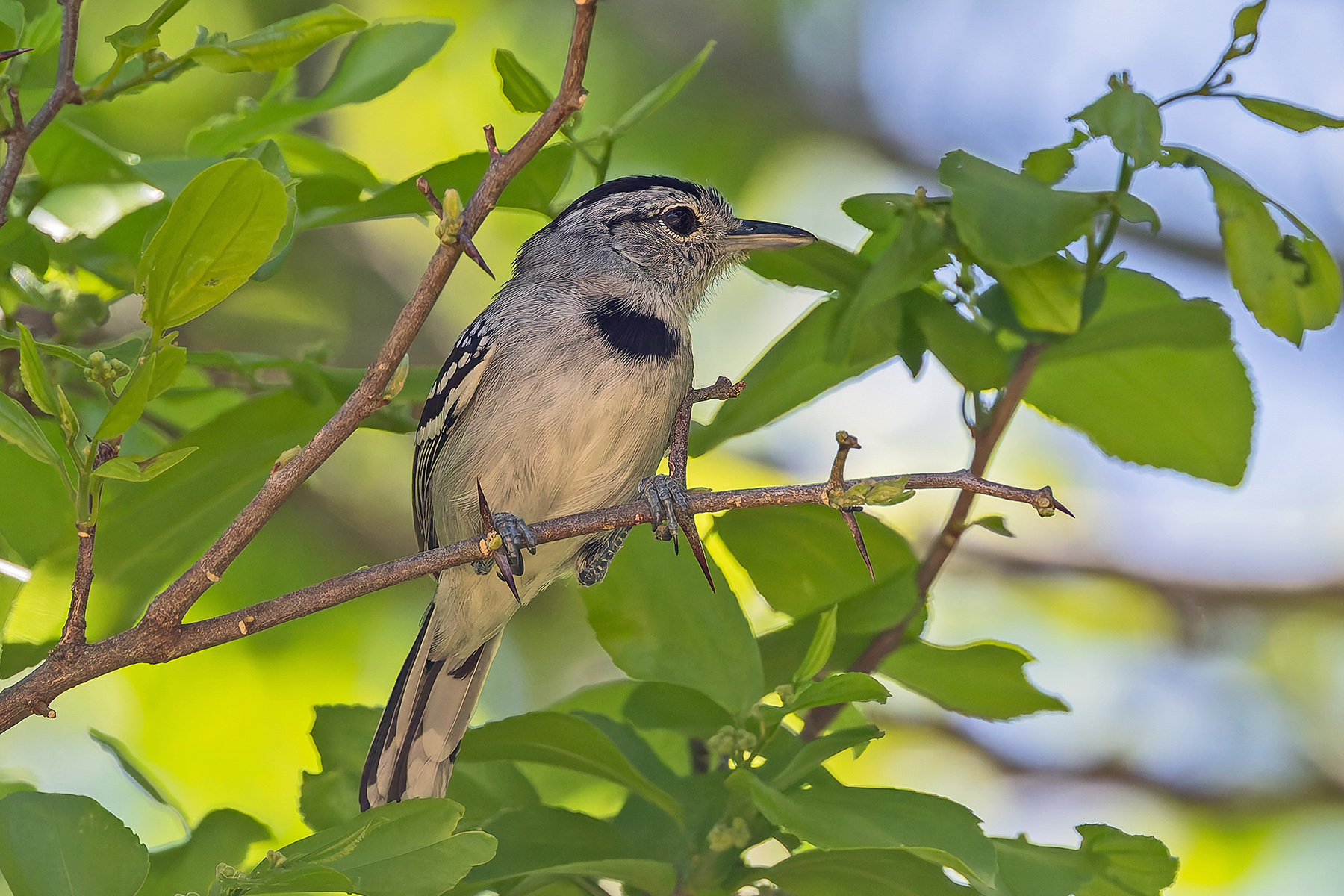 Pectoral Antwren (image by Pete Morris)