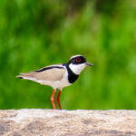 Pied Plover (image by Keith Betton)