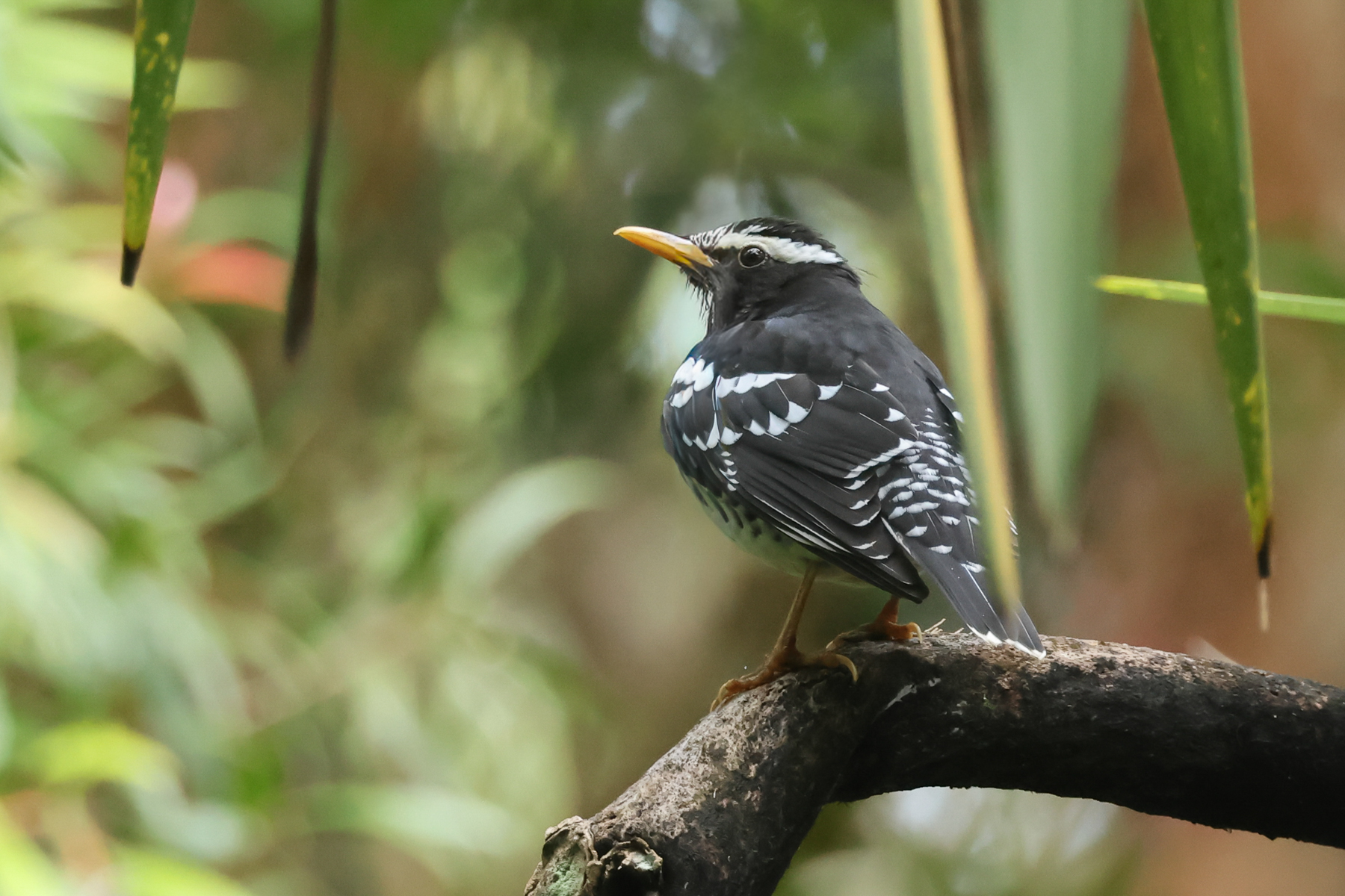 Pied Thrush (image by Vincent van der Spek)