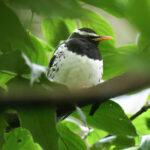Pied Thrush (image by Vincent van der Spek)