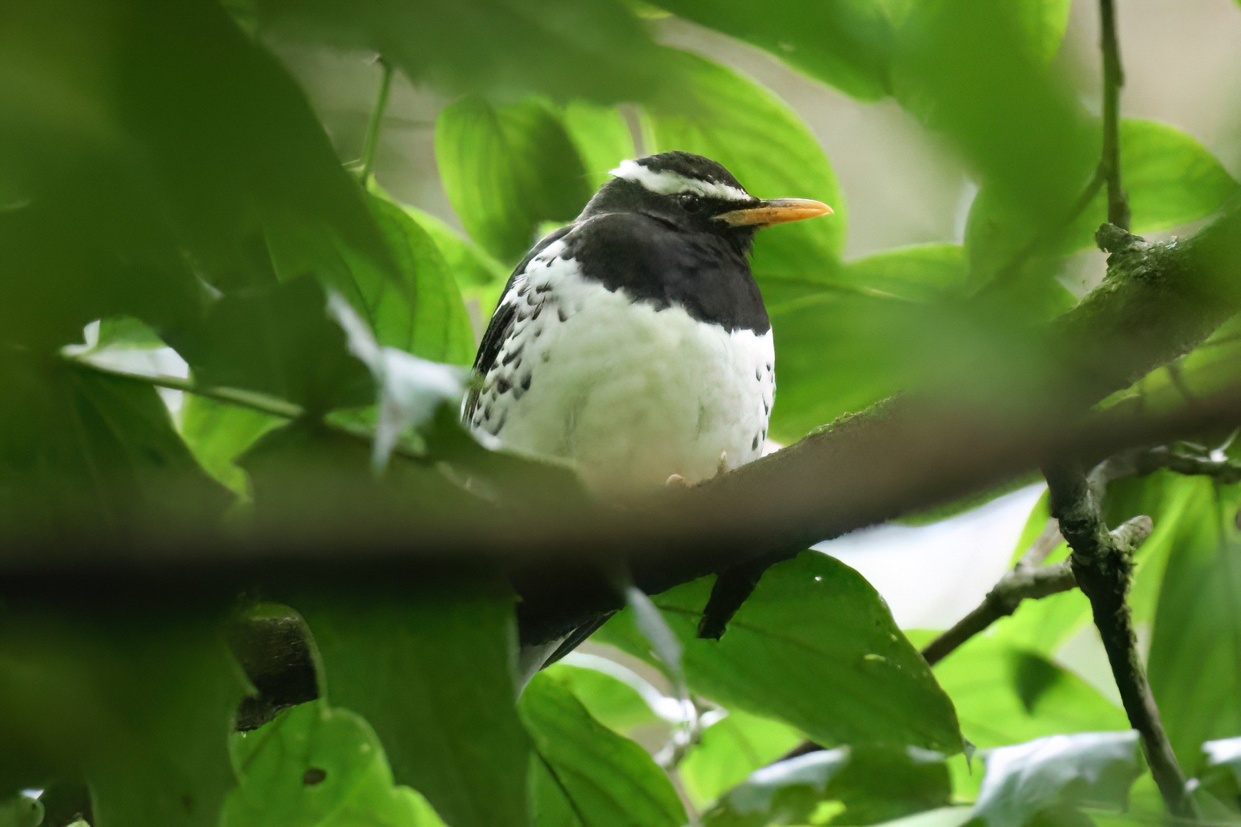 Pied Thrush (image by Vincent van der Spek)