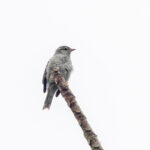 Pink-legged Graveteiro (image by Pete Morris)