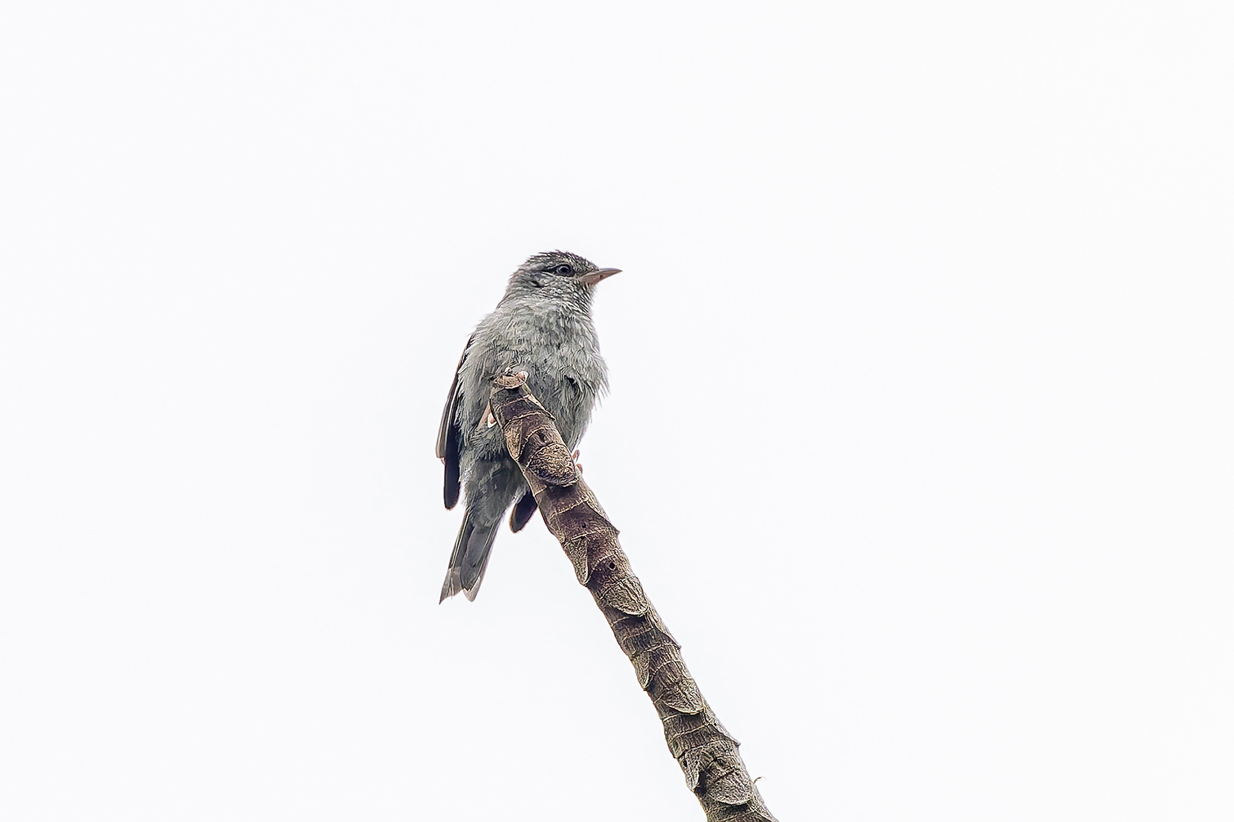 Pink-legged Graveteiro (image by Pete Morris)