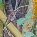 Planalto Hermit (image by Pete Morris)