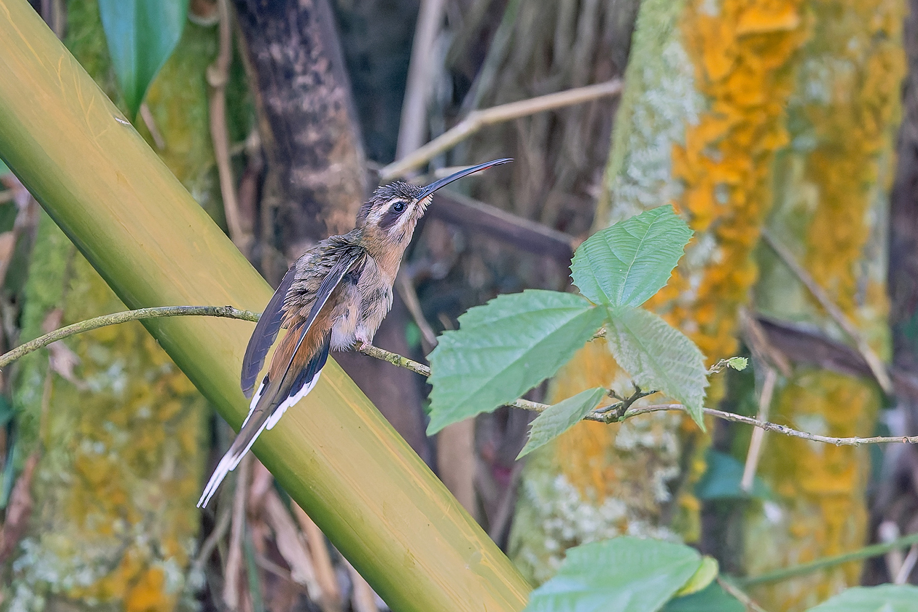 Planalto Hermit (image by Pete Morris)