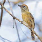 Planalto Slaty Antshrike (image by Pete Morris)