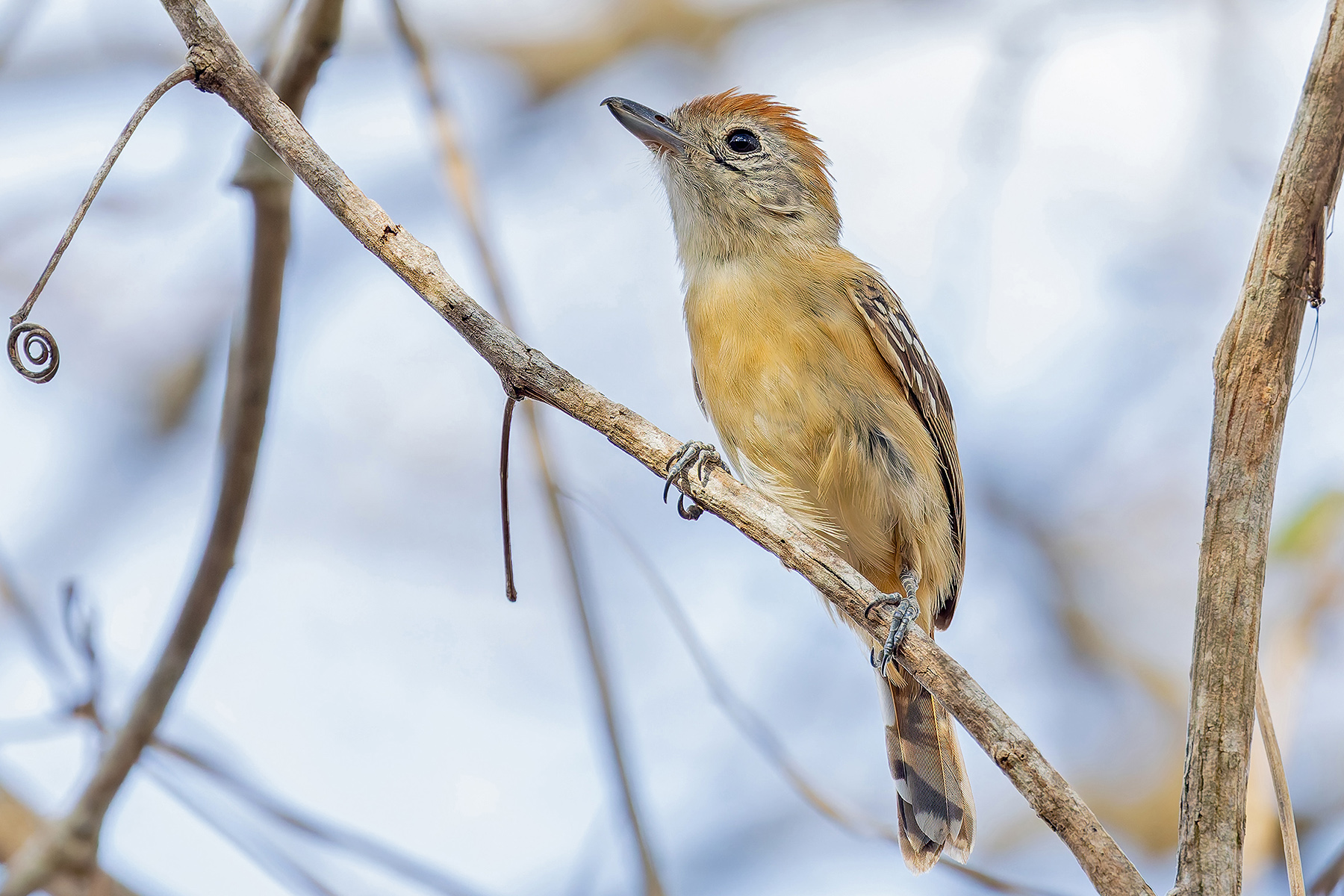 Planalto Slaty Antshrike (image by Pete Morris)