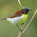 Purple-rumped Sunbird (image by Vincent van der Spek)