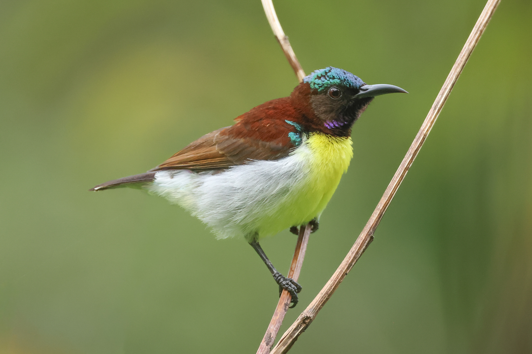 Purple-rumped Sunbird (image by Vincent van der Spek)