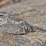 Pygmy Nightjar (image by Pete Morris)
