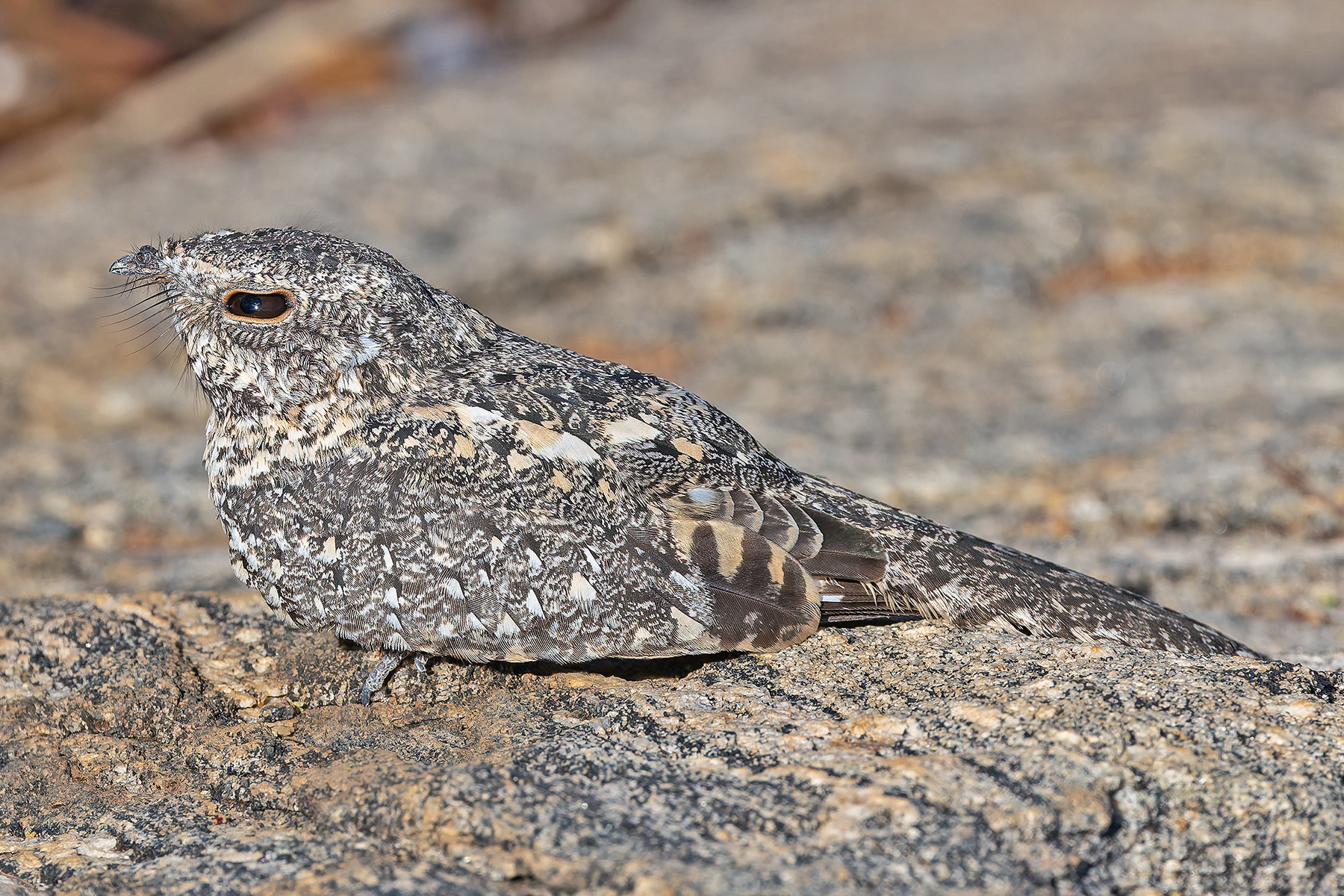 Pygmy Nightjar (image by Pete Morris)