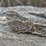 Pygmy Nightjar (image by Pete Morris)