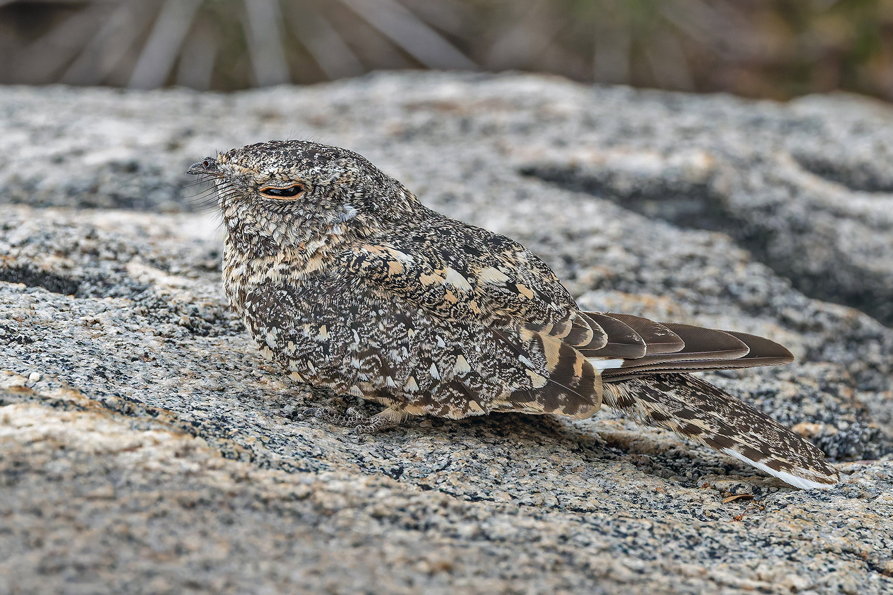 Pygmy Nightjar (image by Pete Morris)