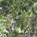 Red-faced Malkoha (image by Vincent van der Spek)