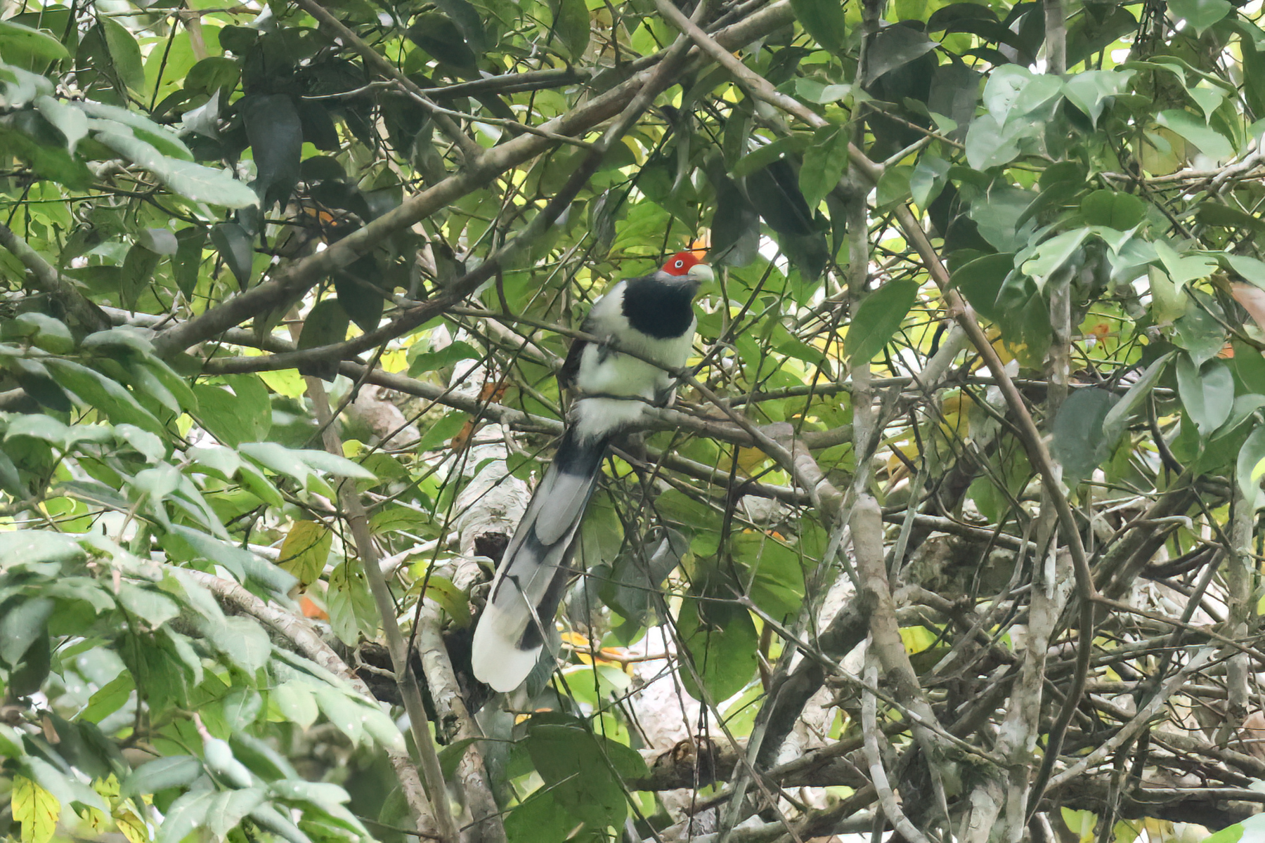 Red-faced Malkoha (image by Vincent van der Spek)