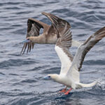 Red-footed Boobies (image by Pete Morris)