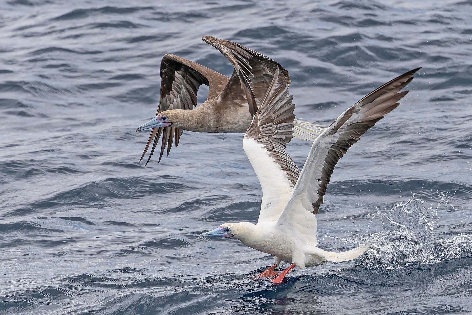 Red-footed Boobies (image by Pete Morris)