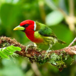 Red-headed Barbet (image by Keith Betton)