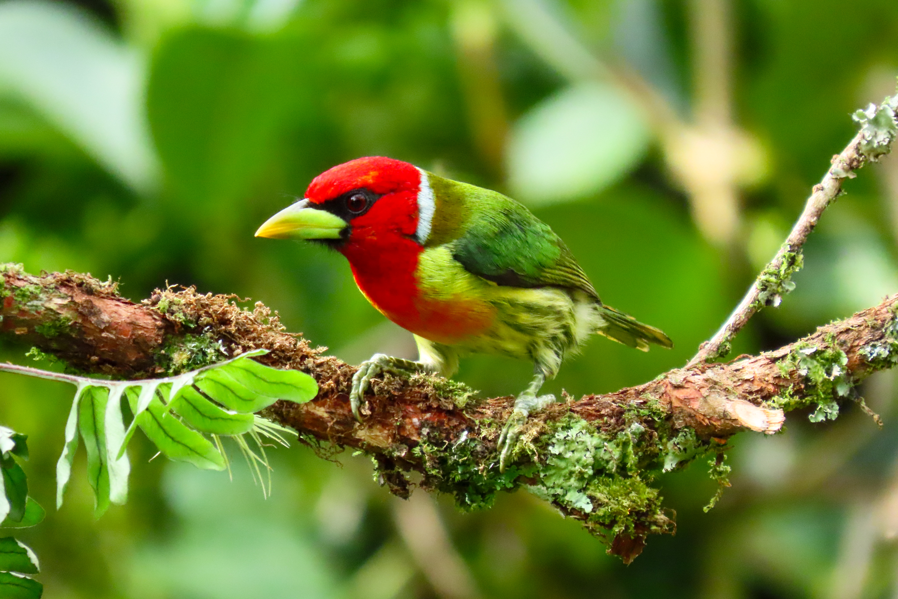 Red-headed Barbet (image by Keith Betton)