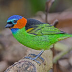 Red-necked Tanager (image by Pete Morris)