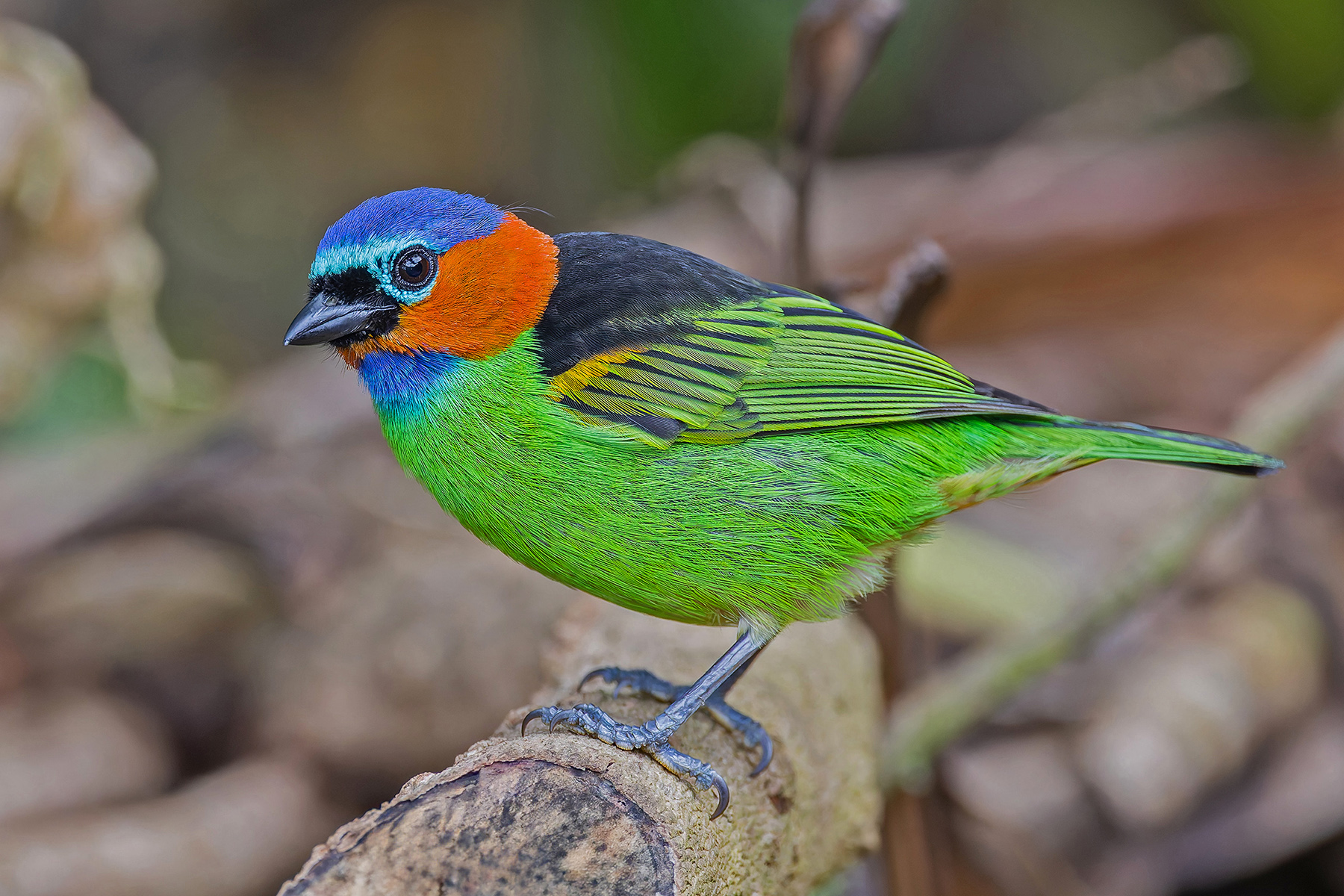 Red-necked Tanager (image by Pete Morris)