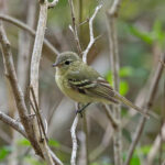 Reiser's Tyrannulet (image by Pete Morris)