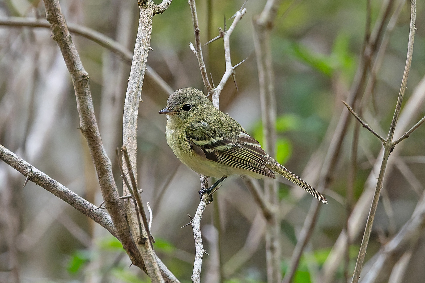 Reiser's Tyrannulet (image by Pete Morris)