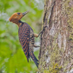 Ringed Woodpecker (Atlantic) (image by Pete Morris)