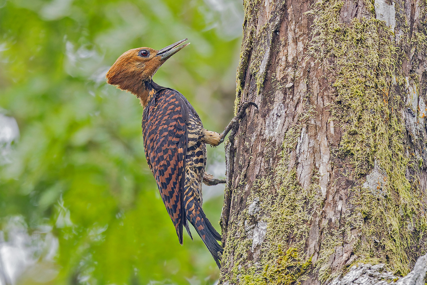 Ringed Woodpecker (Atlantic) (image by Pete Morris)