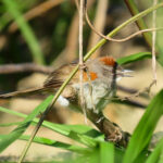 Rio Orinoco Spinetail (image by Keith Betton)