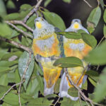 Rose-crowned Fruit Dove (image by Pete Morris)