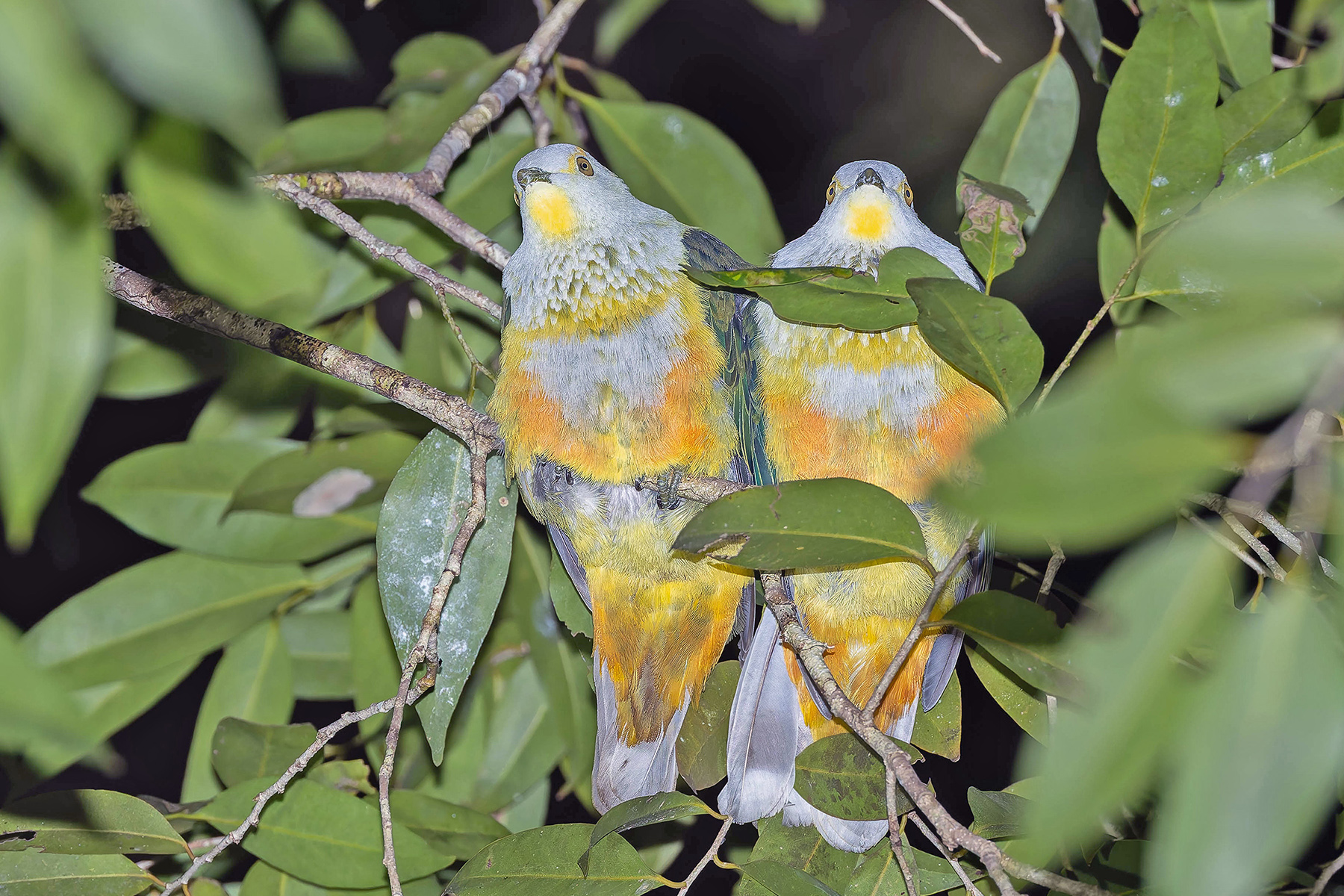 Rose-crowned Fruit Dove (image by Pete Morris)