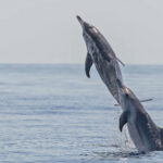 Rough-toothed Dolphins (image by Pete Morris)