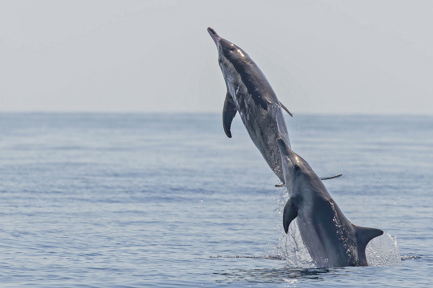 Rough-toothed Dolphins (image by Pete Morris)