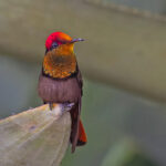 Ruby Topaz (image by Pete Morris)