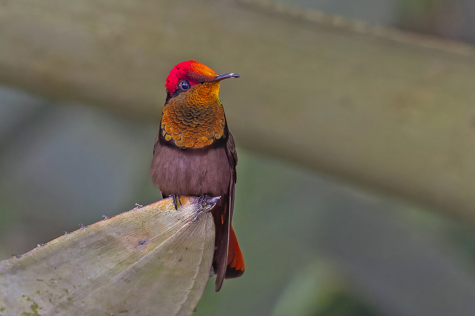 Ruby Topaz (image by Pete Morris)