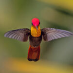 Ruby Topaz (image by Pete Morris)