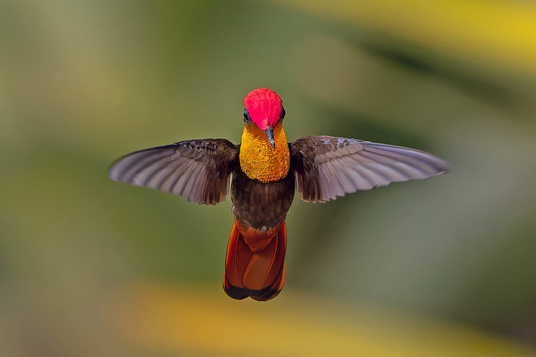 Ruby Topaz (image by Pete Morris)